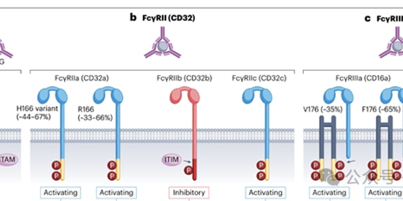单克隆抗体如何升级？深度解析Fc工程化，助力抗癌新药更精准、更高效
