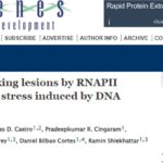 癌症化疗新突破！靶向p300让癌细胞“自毁”，逆转铂类耐药