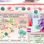 南京大学科研突破：纳米马达靶向脾脏肿瘤，有望逆转T细胞耗竭重塑抗癌免疫力