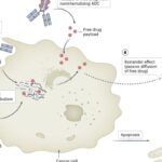 解密癌症治疗新利器：药物偶联物（ADC/SMDC）作用机制、最新进展与获取指南