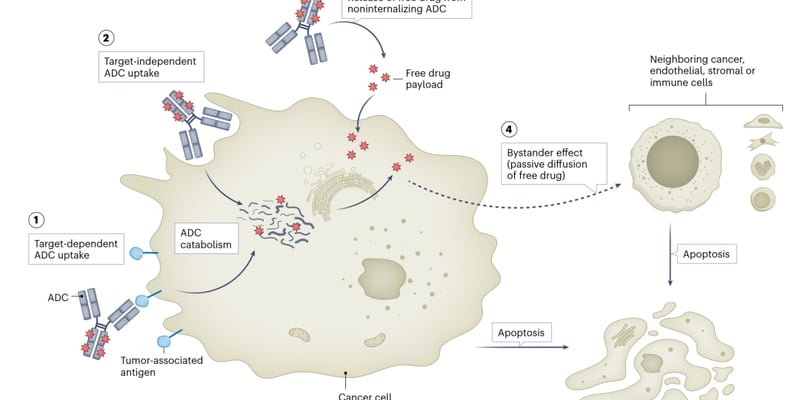 解密癌症治疗新利器：药物偶联物（ADC/SMDC）作用机制、最新进展与获取指南