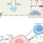 工程化血小板：颠覆性癌症治疗前景，靶向递送与免疫调节新希望