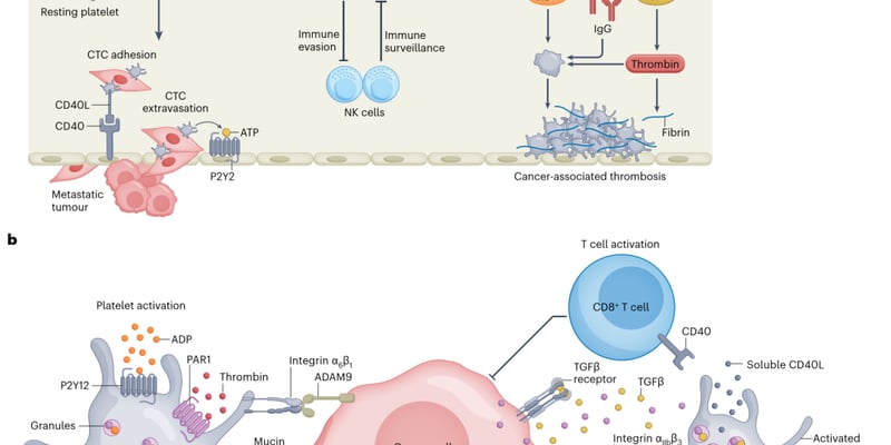 工程化血小板：颠覆性癌症治疗前景，靶向递送与免疫调节新希望