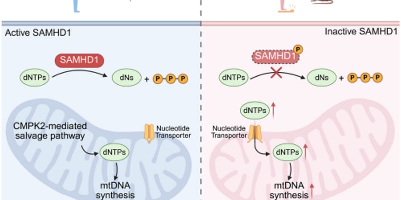 《科学》月刊精选：肥胖、癌症、神经疾病与衰老的医学新进展，深度解析疾病机制与治疗潜力