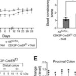 角蛋白8：结直肠癌的“细胞骨架守护神”？深度解析肿瘤发生新机制与治疗潜力