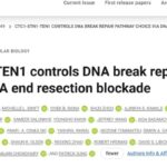直击癌症耐药新希望：CST复合体如何调控DNA修复，为BRCA1突变患者带来治疗新机