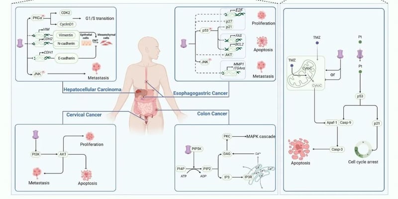 LRRC8A：揭秘多功能蛋白在癌症、神经、代谢、免疫疾病中的治疗新希望