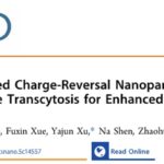 癌症治疗新突破：超声“智控”纳米药物，精准穿透深层肿瘤，抗癌效力提升341倍