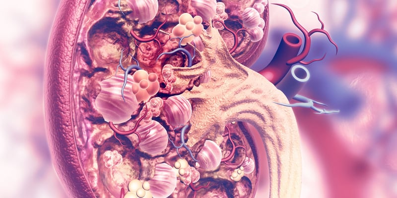 [肿瘤创新药] FDA批准N17350临床申请：开启ELANE通路抗癌新时代，晚期实体瘤患者迎来新希望