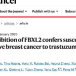 突破！四川大学研究揭示靶向FBXL2，提升德曲妥珠单抗治疗HER2阴性乳腺癌疗效新策略