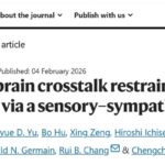 大脑竟成肿瘤‘帮凶’？Nature重磅揭示肿瘤-大脑双向通讯，颠覆抗癌免疫认知！