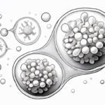 重磅！惰性B细胞淋巴瘤与华氏巨球蛋白血症“无化疗”新希望：CAR-NK三联免疫疗法临床试验最新进展与深度解析