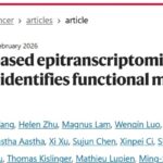 m6A RNA修饰：前列腺癌治疗的精准突破与新希望，南方医科大学揭示CHD9抑癌机制