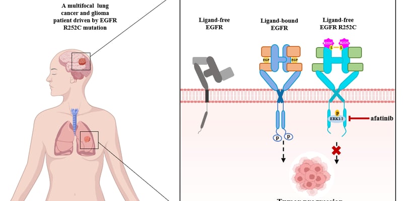 EGFR R252C罕见突变肺癌/脑胶质瘤新靶点：阿法替尼机制与治疗潜力解析