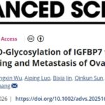 卵巢癌转移有望突破！北大新研究揭示GALNT10关键机制，木犀草素或开启治疗新篇章