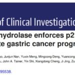 胃癌进展新机制获揭示：PARG调控p21降解，联合人参提取物或成精准治疗新策略