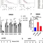 肿瘤为何能躲过免疫杀伤？沈兵/姚旭东团队揭秘CBS破坏MHC-I稳定性，靶向CBS成抗癌新方向