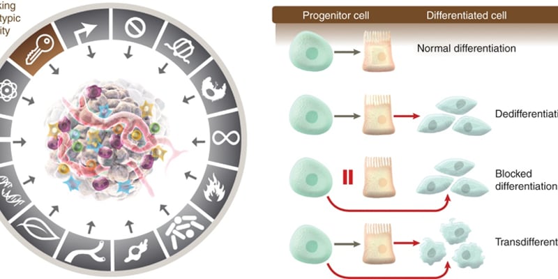 揭秘癌症真相：14大核心特征深度解读，助您理解肿瘤、应对挑战
