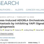 肿瘤为何杀不死？科学家发现“双面”受体ADGRL4，揭秘复发新机制