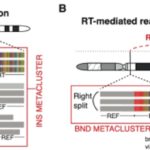 2026年2月Science前沿速递：HIT细胞攻克实体瘤难题，非奈利酮或成卵巢早衰新希望