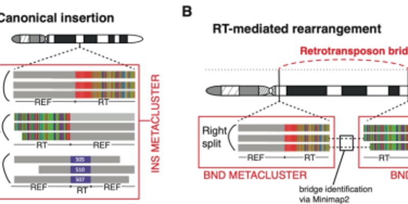 2026年2月Science前沿速递：HIT细胞攻克实体瘤难题，非奈利酮或成卵巢早衰新希望