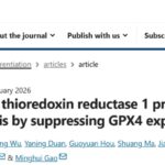 让癌细胞加速“生锈”死亡！TrxR1靶点研究获新突破