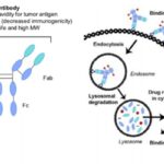 精准打击癌细胞：深度解析ADC药物靶点选择如何开启抗癌新纪元