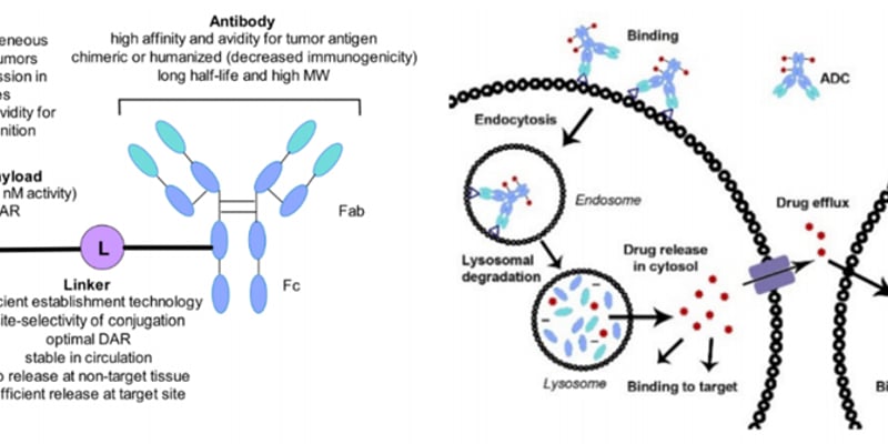 精准打击癌细胞：深度解析ADC药物靶点选择如何开启抗癌新纪元