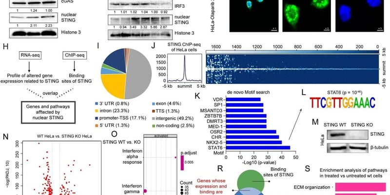 STING蛋白核转位新发现：奥拉帕利联用免疫治疗或迎重大突破