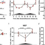 晚间放疗效果翻倍？揭秘生物钟与DNA修复，精准抗癌新希望