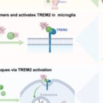 Cell重磅揭示：癌症、阿尔茨海默病等重大疾病治疗新进展与希望