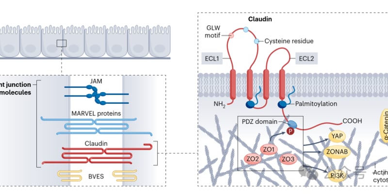 胃癌患者的新曙光：深度解析CLDN18.2靶向药物及Claudin家族前沿疗法