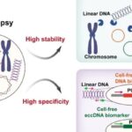 eccDNA能查癌症复发耐药吗？一文看懂检测价值