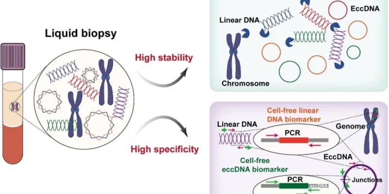 eccDNA能查癌症复发耐药吗？一文看懂检测价值