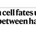 压力长白发真能“防癌”？p53与黑色素干细胞揭示白发和黑色素瘤的取舍