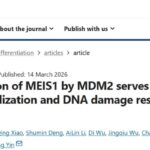 结直肠癌p53通路如何再激活：MEIS1‑MDM2机制与新靶点解读
