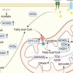 肿瘤微环境为何偏爱“脂肪供能”？读懂脂肪酸代谢与治疗新机会