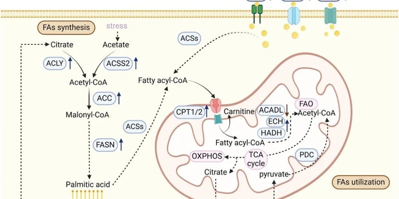 肿瘤微环境为何偏爱“脂肪供能”？读懂脂肪酸代谢与治疗新机会
