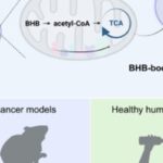 β-羟基丁酸BHB如何增强CAR-T：机制、证据与患者可做什么