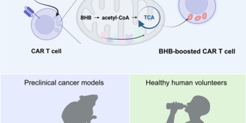 β-羟基丁酸BHB如何增强CAR-T：机制、证据与患者可做什么