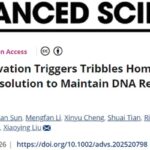 肝细胞癌为何“饿着也能活”？TRIB3-DDX5解开G4-DNA的生存密码与新靶点