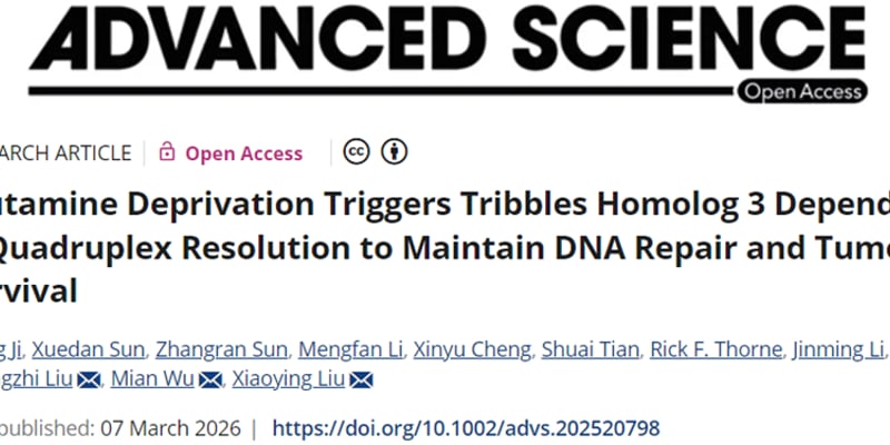 肝细胞癌为何“饿着也能活”？TRIB3-DDX5解开G4-DNA的生存密码与新靶点