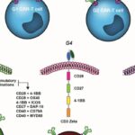CAR-T共刺激结构域怎么选？4-1BB与OX40深度解读