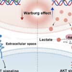 KRAS突变结直肠癌免疫治疗为何常“失灵”？新研究揭示免疫逃逸关键，带来新希望！