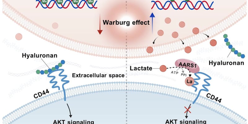 KRAS突变结直肠癌免疫治疗为何常“失灵”？新研究揭示免疫逃逸关键，带来新希望！