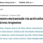 老年肺癌为何更易转移？Nature研究锁定ATF4新靶点