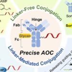 抗体寡核苷酸偶联药物AOC深度解析：原理、偶联方法与临床前景