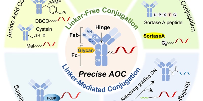 抗体寡核苷酸偶联药物AOC深度解析：原理、偶联方法与临床前景