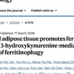 肿瘤周围脂肪竟然是帮凶？揭秘癌细胞耐药新机制与潜在突破