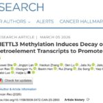 结直肠癌为何易复发？研究提示METTL3“隐身开关”削弱免疫警报，或影响免疫治疗效果